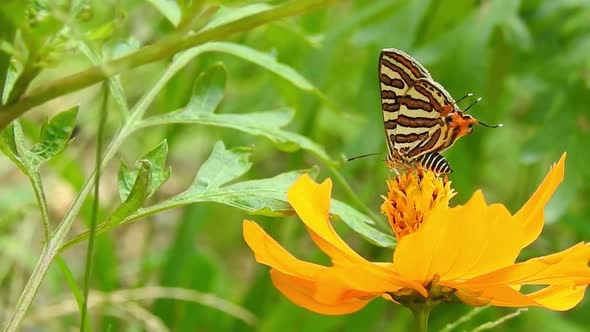 Butterflies on Flowers Summer Butterfly on a Yellow Daylily Foreground Very Beautiful Blue Butterfly