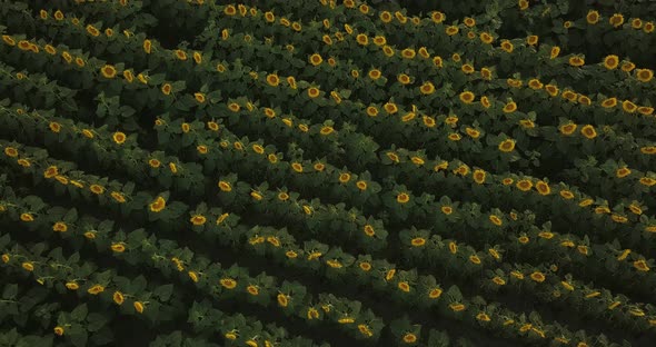 Flying Over A Large Yellow Sunflower Field