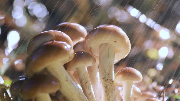 Armillaria Mushrooms of Honey Agaric in a Sunny Forest in the Rain alt