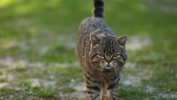 domestic british tabby cat walking on green grass in park. cute pet seriously looking in camera 