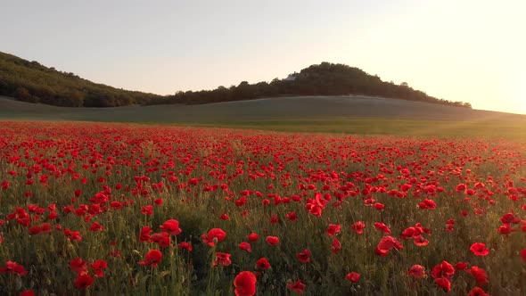 Flight Over Field of Red Poppies at Sunset