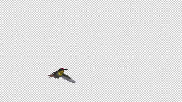 Hummingbird - Ruby Topaz - Flying Over Screen - I - Alpha Channel