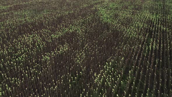 Fast flyover above large field of blooming sunflowers, ready for harvest alt