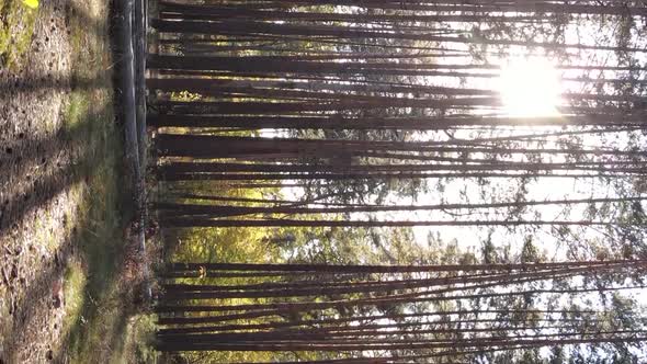Vertical Video of an Autumn Forest During the Day in Ukraine alt