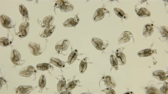 Bosmina Water Flea Under the Microscope alt