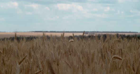 Ears of wheat moving from the wind in a wheat field.