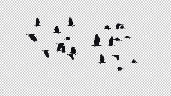 22 Black Birds - Flying Transition V