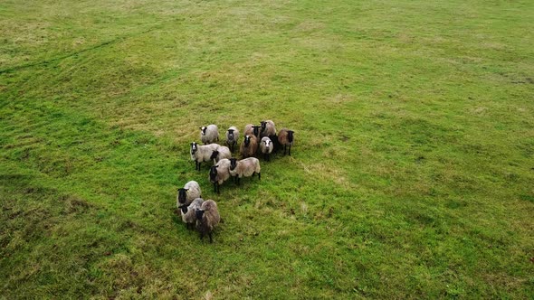 Aerial drone view of sheep herd feeding on grass in green field. Static drone shot. alt