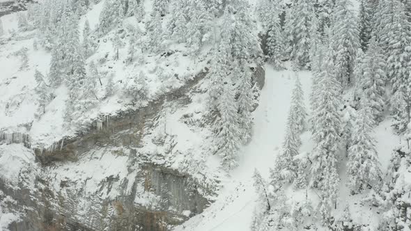 Aerial of snow covered tree on mountain ridge alt