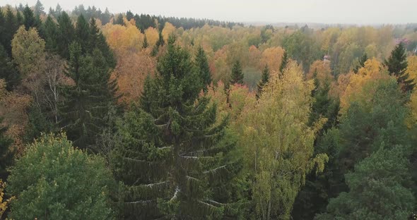 Rising aerial shot of a forest in Finland during Autumn/Fall during a foggy morning. The shot disapp alt