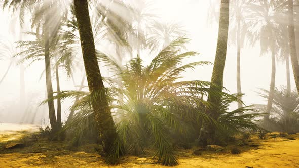 Coconut Palms in Deep Morning Fog alt