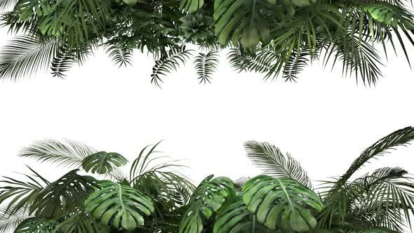 Tropical Plant on an White Background alt