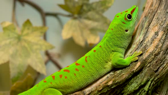 A Small Green and Yellow Madagascar Day Gecko Sit on the Branch Closeup alt
