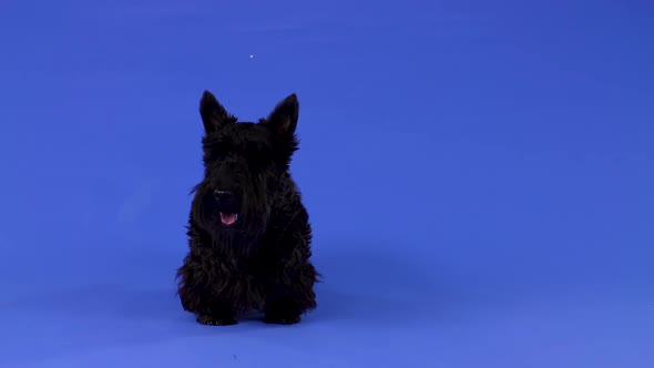 Front View of a Purebred Scottish Terrier Standing Full Length with Its Tongue Out in the Studio alt