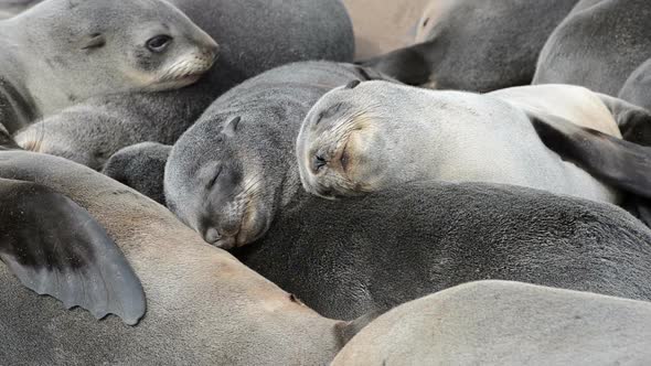 Close Up View of a Group of Small Sleeping Fur Seals