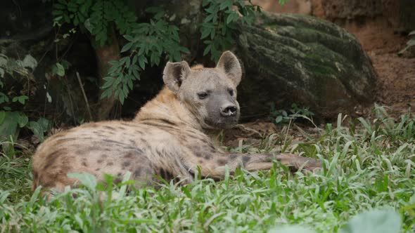 Hyena life in wild alt