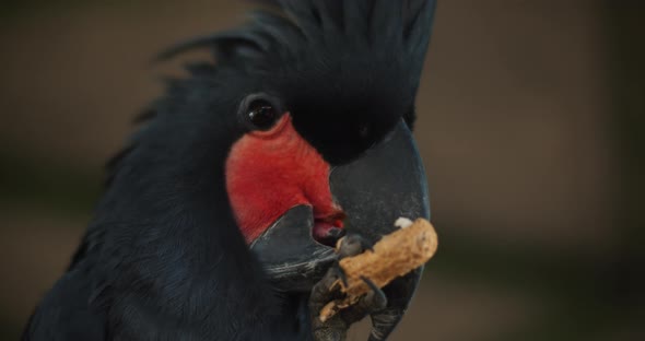 Close up of a Beautiful Black Palm Cockatoo eating peanut. BMPCC 4K alt