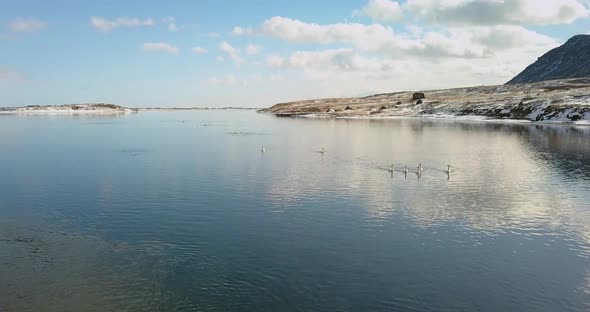 Cinematic drone shot over the Olfusa river with waterfowl in the river near Selfoss Iceland alt