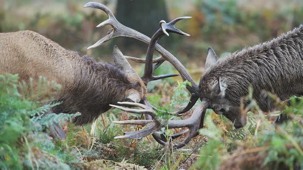 Male Red Deer Stag (cervus elaphus) during deer rut, rutting and clashing antlers and heads, British alt