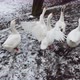 White Geese - VideoHive Item for Sale