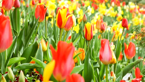 Spring flowers-tulips. Very beautiful background. alt