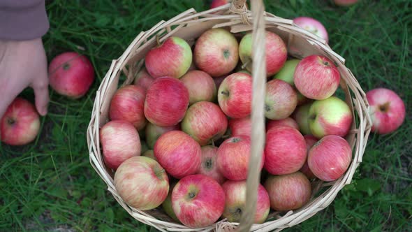 Top View of a Straw Basket on a Green Lawn Next to It are Apples That a Girl Picks alt
