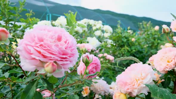 Beautiful delicate picturesque bush blooming roses on a summer day in the park. Rose garden. alt