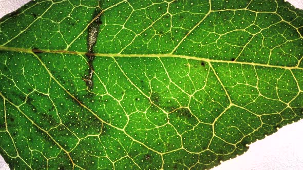 Green Leaf Analysis alt