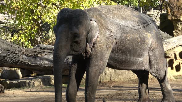 Indian elephant (Elephas maximus indicus)