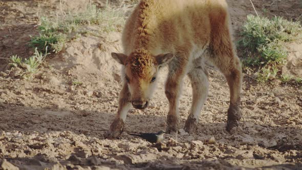 Curious bison calf playing with a bird alt