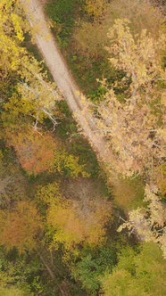 Vertical Video Autumn Forest with Trees By Day Slow Motion alt