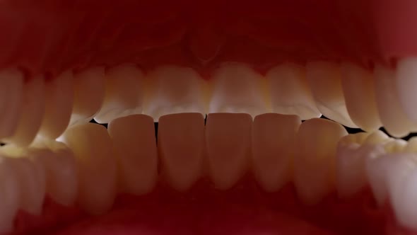 Jaws Open and Close alt