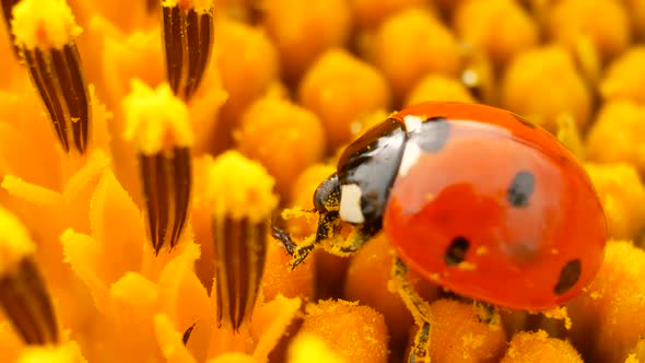 Ladybug Sitting on Yellow Sunflower