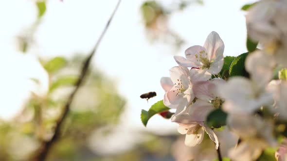 Honey Bees Collecting Pollen From an Apple Blossom Flower