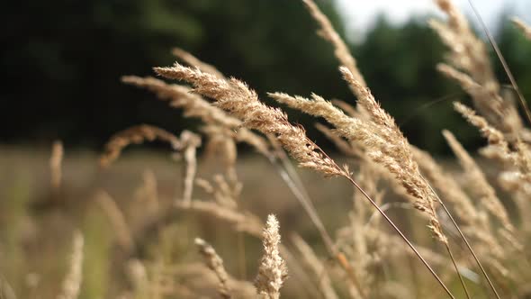 Wild grass blowing in the wind. Wild grass sway in the wind. nature in autumn. 4K UHD video alt