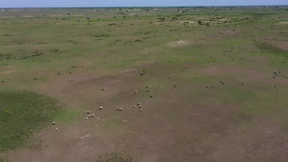 A Drone Flies Over Flocks of Sheep in the Green Russian Steppe