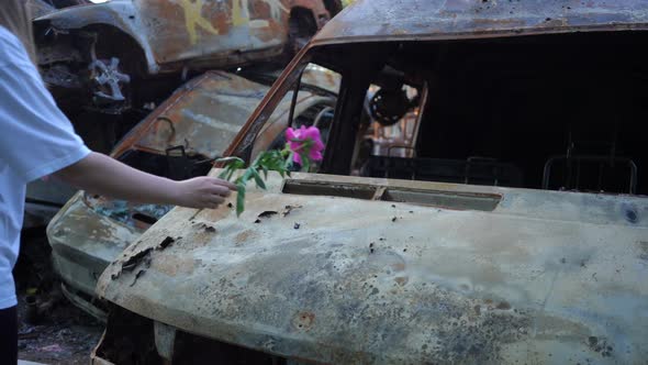 Burnt Down Automobile with Unrecognizable Ukrainian Woman Putting Purple Tulips on Hood in Slow alt
