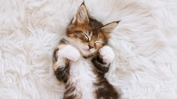 Gray Striped Kitten Sleeping alt