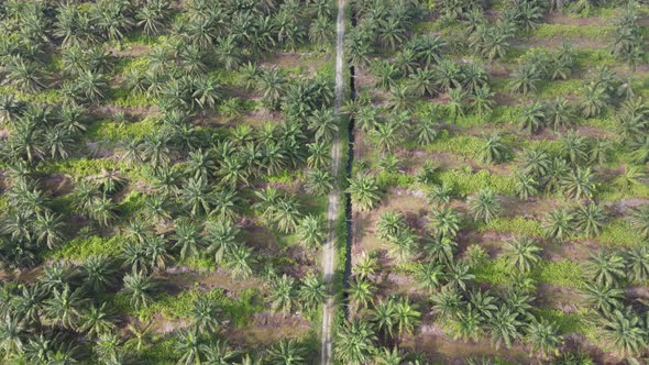 Aerial View of The Palm Oil Estates alt