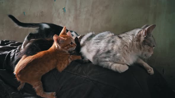 Homeless and Sad Mother Cat Feeds Her Adult Kittens on the Street alt