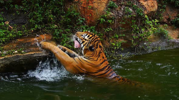Bengal tiger eating meat and swimming in pond