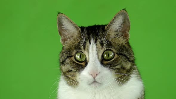 Isolated cat pattern. The cat is looking at the camera on a green screen.