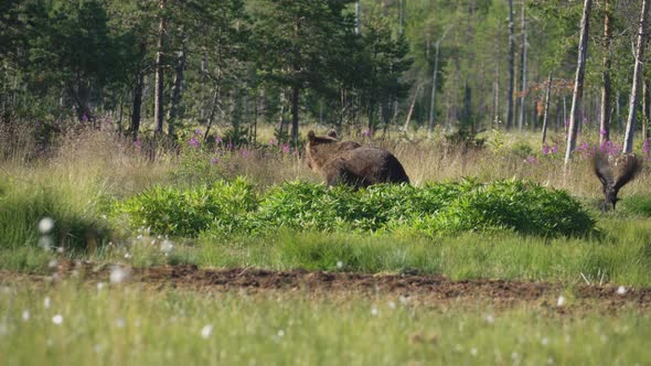 Wild Bear And Vultures Startled And Run Away In The Green Meadow On A Sunny Morning - wide shot alt
