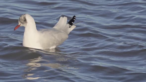 Grey-headed gull swims and shakes head as featherse in wind alt