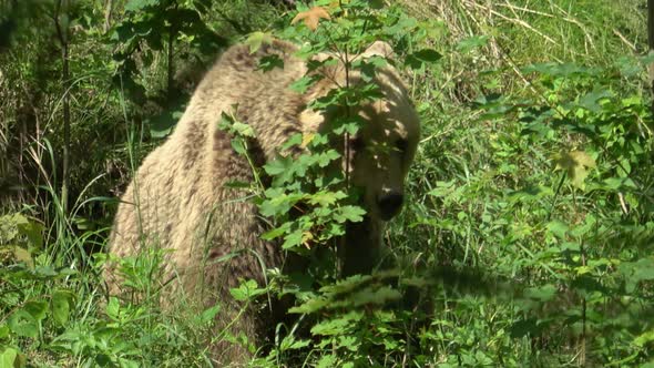 Brown bear (Ursus arctos) sitting in the grass