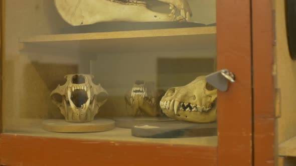 Animals Skulls Exposed In Zoological Cabinet alt