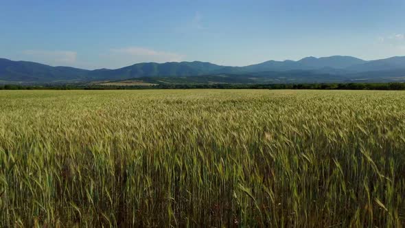 Wheat Field Panorama of Ripening Crop and Mountains on the Horizon alt