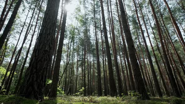 Pine Forest Passage Through the Forest with Trees and Moss alt
