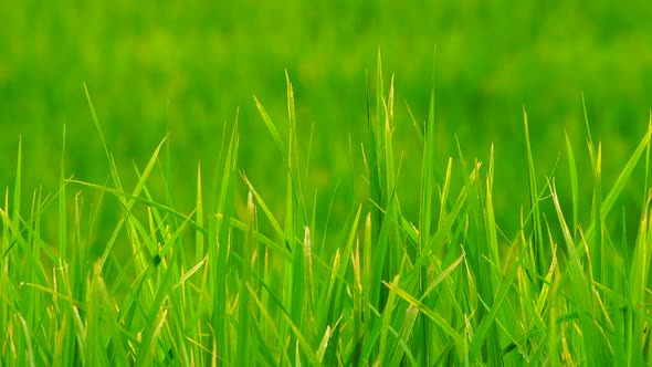 Green Field Background in Close Up View alt