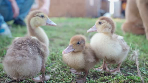 Cute Little Ducklings Close Up Walking in Yard on Farm and Shepherd Dog Watched on Background
